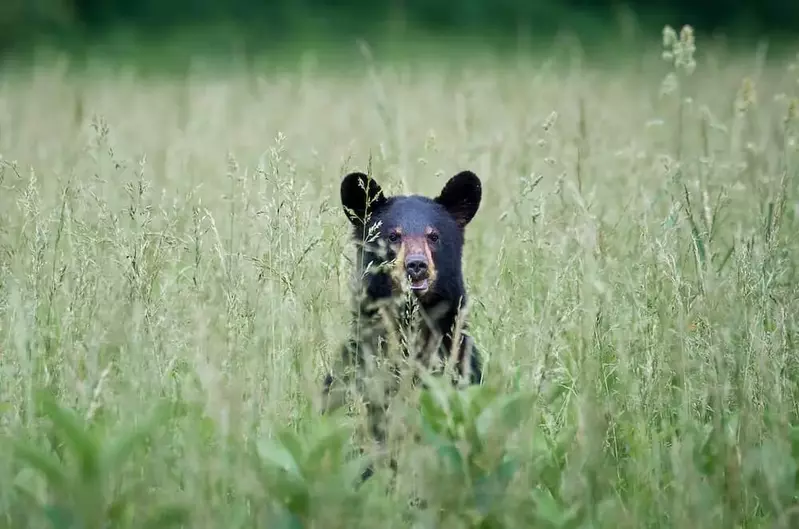 bear in cades cove